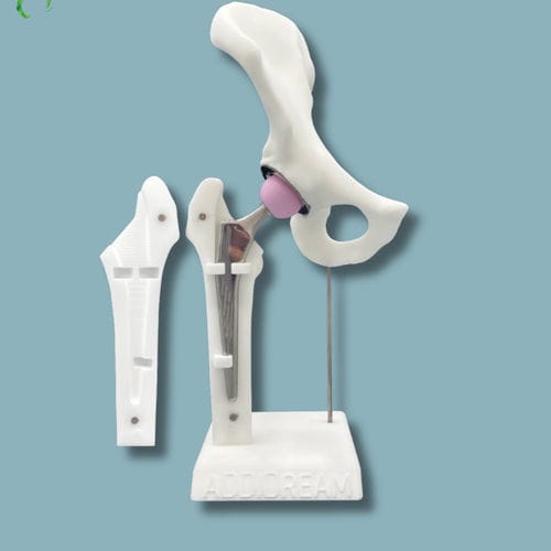 Modello anatomico di bacino - 07-AI-01 - ADDIDREAM - di femore / bianco