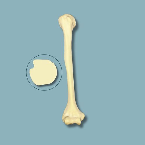 Modello anatomico di omero - 15-03-02 - ADDIDREAM - per chirurgia / didattico / in espanso