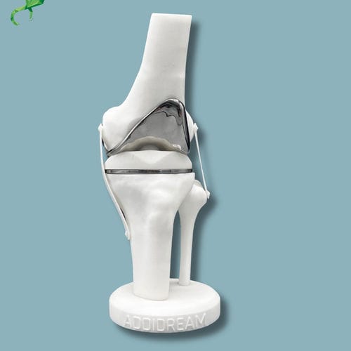 Modello anatomico per ginocchio - 04-AG-01 - ADDIDREAM - di tibia / di femore / di dimostrazione