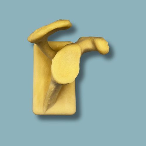 Modello anatomico di scapola - 17-01-02 - ADDIDREAM - per chirurgia / didattico / in espanso