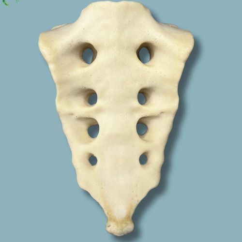 Modello anatomico di osso sacro - 07-03-02 - ADDIDREAM - per chirurgia / didattico / in espanso