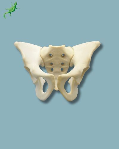 Modello anatomico di bacino - 07-04-02 - ADDIDREAM - per chirurgia / didattico / in espanso