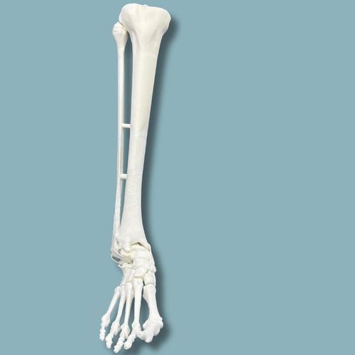 Modello anatomico di tibia - 02-10-02 - ADDIDREAM - di piede / di caviglia / per chirurgia ortopedica