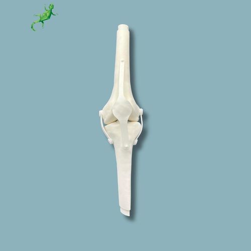 Modello anatomico per ginocchio - 04-15-02 - ADDIDREAM - per chirurgia / didattico / in plastica
