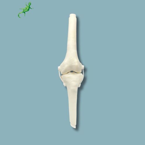 Modello anatomico per ginocchio - 04-16-02 - ADDIDREAM - per chirurgia / didattico / in plastica