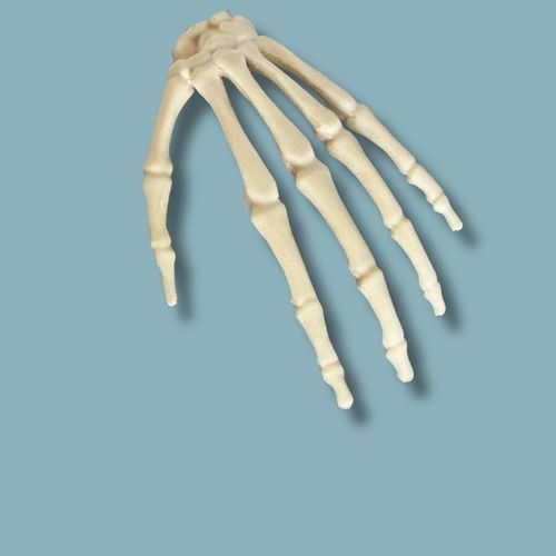 Modello anatomico di mano - 11-01-01 - ADDIDREAM - in espanso