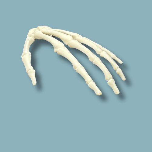 Modello anatomico di mano - 11-02-01 - ADDIDREAM - in plastica