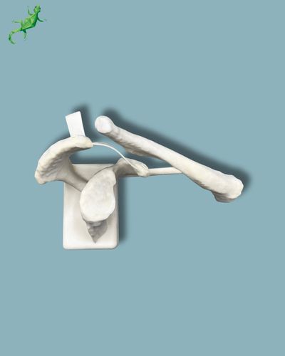 Modello anatomico di clavicola - 16-08-01 - ADDIDREAM - di scapola / in plastica