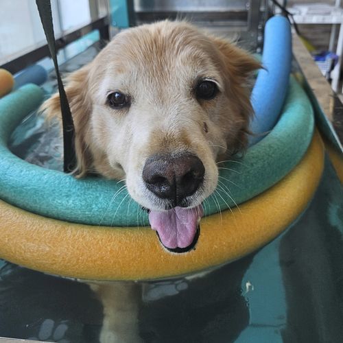 Tapis roulant veterinario acquatico - AQUATIC  - Hidromaq Tecnologias Eireli - per cani