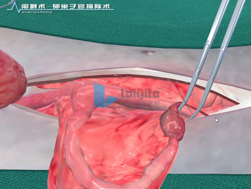 Software di simulazione - Nanjing Laiyite Electronic Technology Co., Ltd - didattico / per chirurgia / veterinario