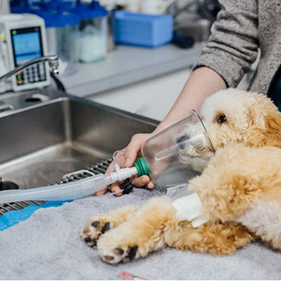 Circuito respiratorio veterinario - Conrui Medical, Inc.
