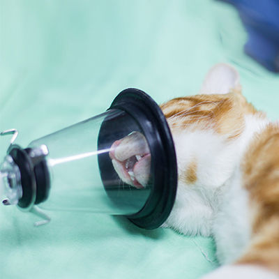 Maschera veterinaria per anestesia - Conrui Medical, Inc.