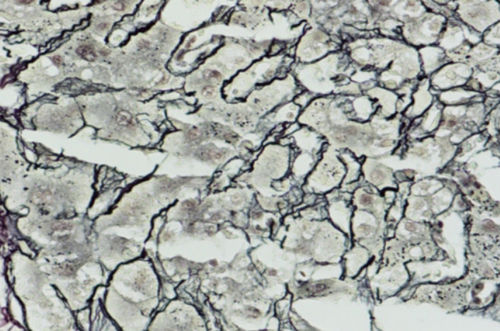 Kit di reagenti colorante - Wuhan Jinhong Biotech Development Co., Ltd. - per istologia