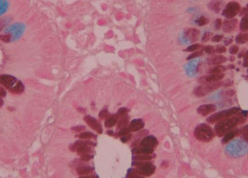 Reagente colorante - BA4120A - Wuhan Jinhong Biotech Development Co., Ltd. - per istologia