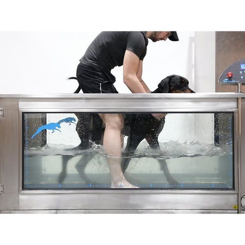 Tapis roulant veterinario acquatico - Aqua Runner - DOG RUNNER - per idroterapia / per cani / antiscivolo