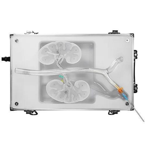 Modello vascolare rene - RDN-B01 - SurgMate - renale / di arteria / di arteria femorale