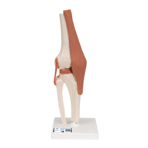 Modello anatomico di articolazione - A82 - 3B Scientific   - per ginocchio / ad uso didattico / flessibile