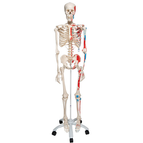 Modello anatomico di scheletro - A11  - 3B Scientific   - di corpo intero / ad uso didattico / articolato