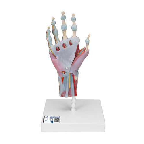 Modello anatomico di scheletro - M33/1 - 3B Scientific   - di mano / ad uso didattico / con muscolatura