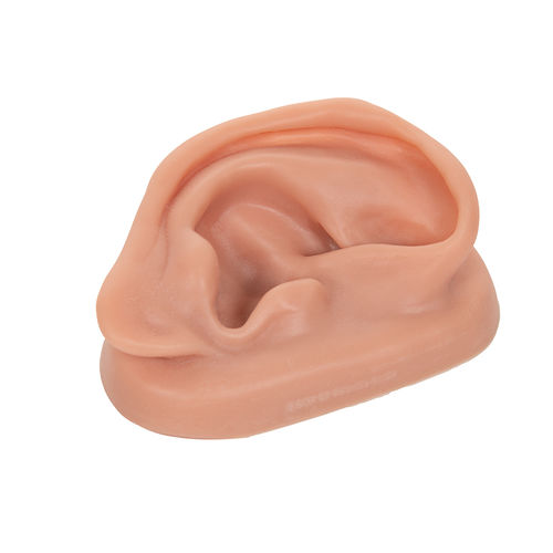 Modello anatomico di orecchio - N15/1R - 3B Scientific   - di agopuntura