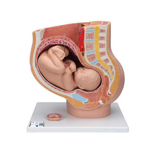 Modello anatomico di bacino - L20  - 3B Scientific   - di gravidanza / femminile