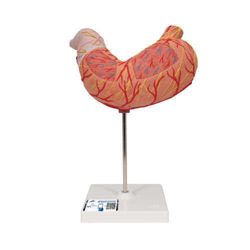 Modello anatomico di stomaco - K15  - 3B Scientific   - ad uso didattico / con vasi sanguigni