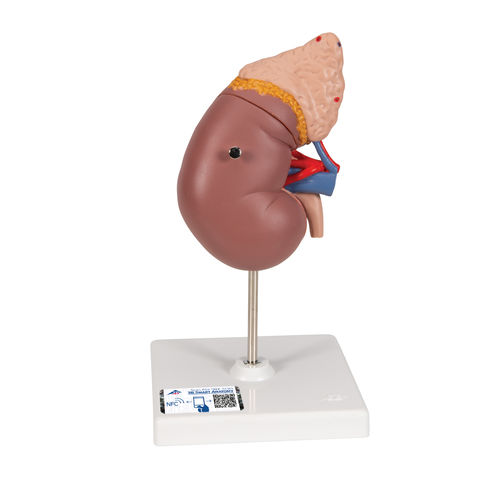 Modello anatomico rene - K12  - 3B Scientific   - ghiandola surrenale / ad uso didattico