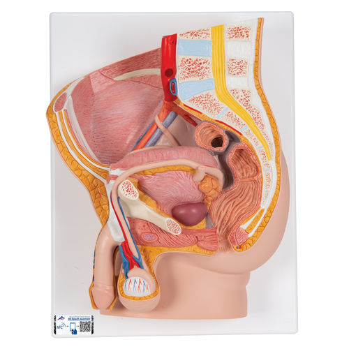 Modello anatomico di bacino - H11 - 3B Scientific   - ad uso didattico / maschile