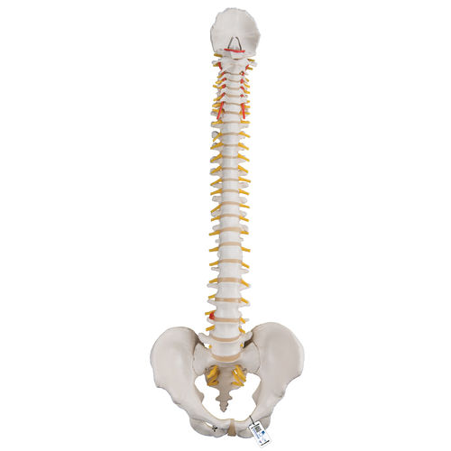 Modello anatomico di colonna vertebrale - A58/1 - 3B Scientific   - ad uso didattico / flessibile