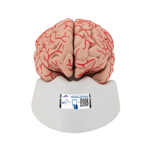 Modello anatomico di cervello - C20 - 3B Scientific   - ad uso didattico