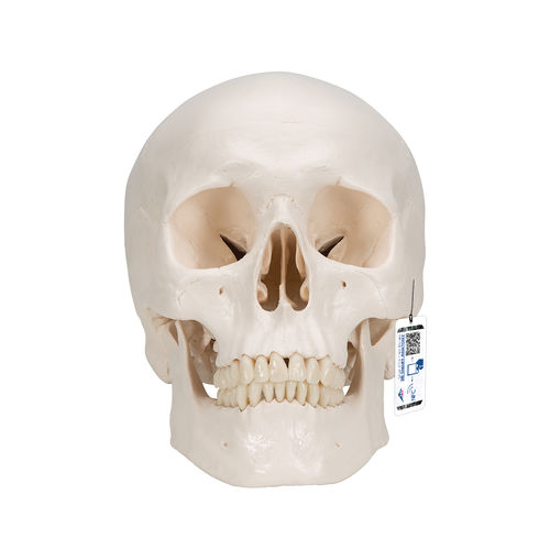 Modello anatomico di cranio - A20  - 3B Scientific   - ad uso didattico / articolato