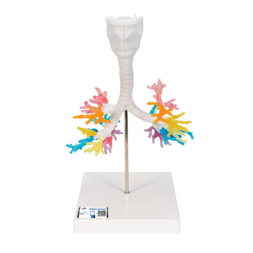 Modello anatomico bronchiale - G23 - 3B Scientific   - di laringe / ad uso didattico