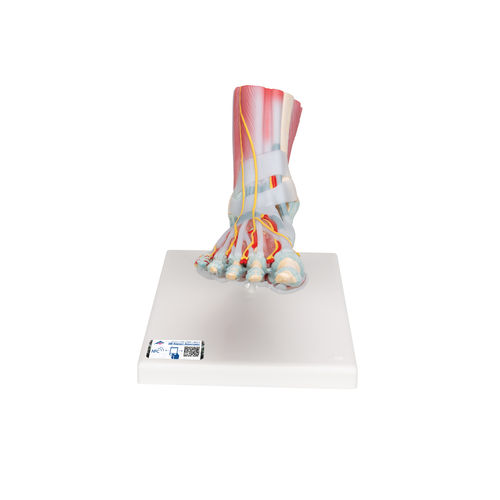 Modello anatomico di scheletro - M34/1 - 3B Scientific   - di piede / ad uso didattico / con muscolatura