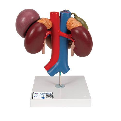 Modello anatomico rene - K22/3 - 3B Scientific   - ad uso didattico / disarticolato