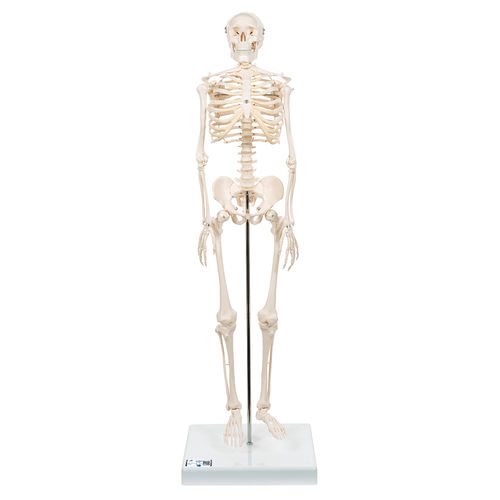 Modello anatomico di scheletro - A18 - 3B Scientific   - di corpo intero / ad uso didattico / in miniatura