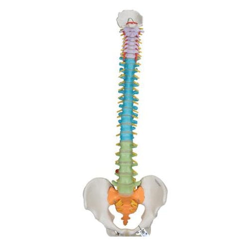 Modello anatomico di bacino - A58/8 - 3B Scientific   - di colonna vertebrale / di dimostrazione / maschile