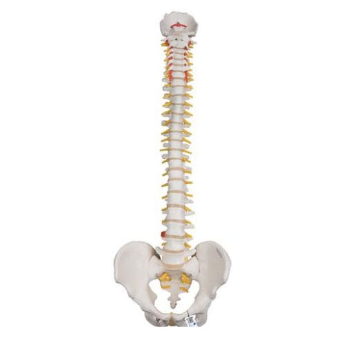 Modello anatomico di bacino - A59/1 - 3B Scientific   - di colonna vertebrale / di dimostrazione / maschile