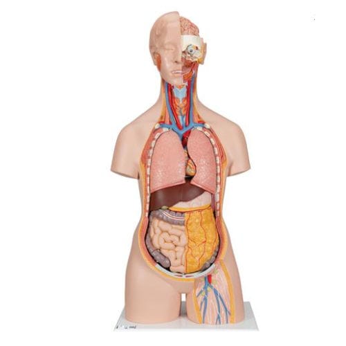 Modello anatomico di torso - B19 - 3B Scientific   - ad uso didattico / in plastica / disarticolato