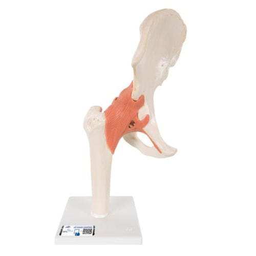 Modello anatomico osseo - A81/1 - 3B Scientific   - di articolazione / di anca / ad uso didattico