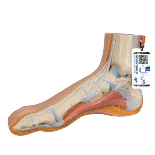 Modello anatomico di piede - M30 - 3B Scientific   - ad uso didattico