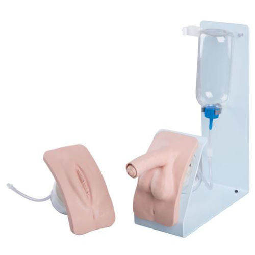 Simulatore di dimostrazione - P93B-S - 3B Scientific   - per cateterismo urinario / femminile / maschile