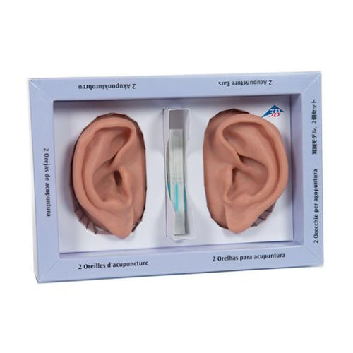 Modello anatomico di orecchio - N15  - 3B Scientific   - di agopuntura