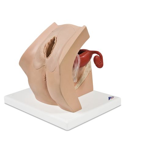 Simulatore didattico - P53 - 3B Scientific   - ostetrico/ginecologico / di gravidanza / femminile