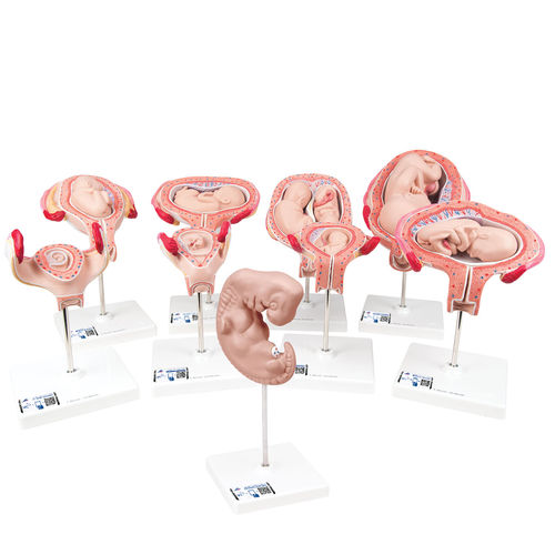 Modello anatomico ad uso didattico - L11 - 3B Scientific   - di gravidanza / di embrione