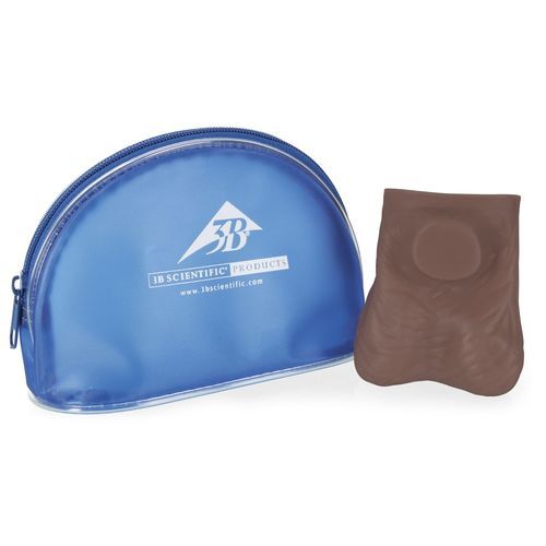 Modello anatomico di pelle - L60D - 3B Scientific   - didattico / maschile