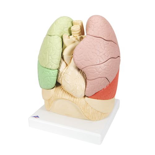 Modello anatomico di polmone - G70 - 3B Scientific   - ad uso didattico