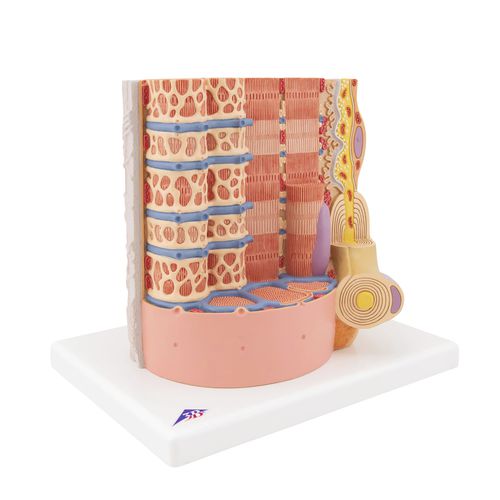 Modello anatomico di muscolo - B60 - 3B Scientific   - ad uso didattico