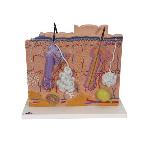 Modello anatomico di pelle - J16 - 3B Scientific   - ad uso didattico