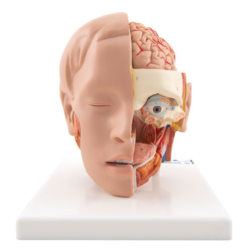 Modello anatomico di testa - C09/1 - 3B Scientific   - ad uso didattico