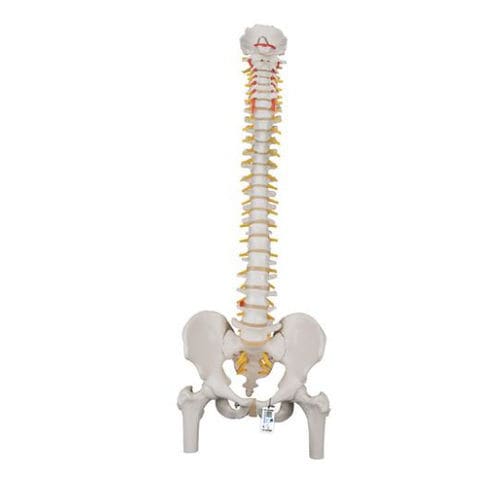 Modello anatomico di bacino - A58/2 - 3B Scientific   - di colonna vertebrale / di dimostrazione / maschile